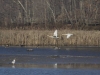 geese in flight over water