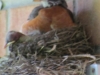 Papa Robin on nest
