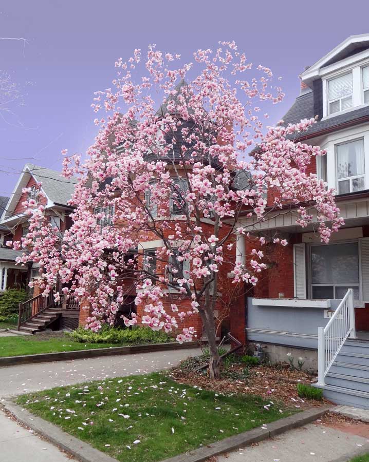 Magnolia at home May