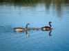 Canada Geese family