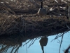 Canada Goose on nest