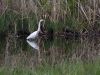 Crane wading in lush grasses