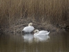 Cygnes au printemps 2010