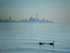 Geese, CN Tower in back