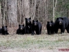 Rare Bear Quintruplets2