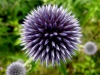 Spikey flower
