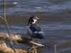 Spring wood duck