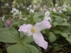 Trillium