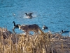 coyote TO spring marsh Apr