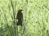 female redwing blackbird