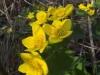 yellow flowers