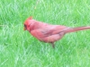 Male cardinal hunting for food