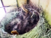 Nestlings 2014