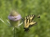 Papillon, bourdon, cardère