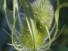 Scotch thistle